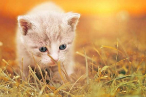 Коли кошенята починає ходити?